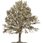 tree 24