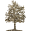 tree 26