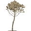 tree 34