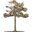 tree 44