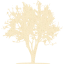 tree 21