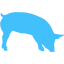 caribbean blue pig 7 icon