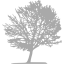 dark gray tree 11 icon