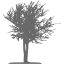 dim gray tree 15 icon