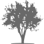 dim gray tree 21 icon