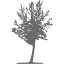 dim gray tree 27 icon