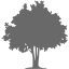 dim gray tree 32 icon