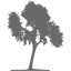 dim gray tree 33 icon