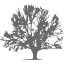 dim gray tree 41 icon