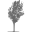 dim gray tree 80 icon