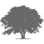 dim gray tree 9 icon