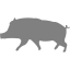 gray pig 10 icon