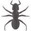 ant 3