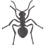 ant