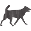 dog 32