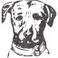 dog 6