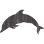 dolphin