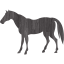 horse 4