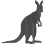 kangaroo