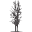 tree 14