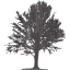 tree 18