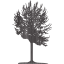 tree 2