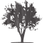 tree 21