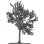 tree 23