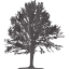 tree 24