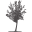 tree 27