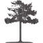 tree 44