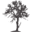 tree 48