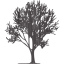 tree 68