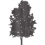 tree 74