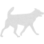 dog 32