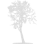 tree 16