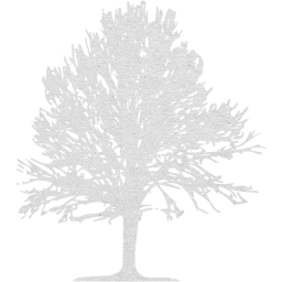 tree 24 icon