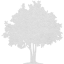 tree 32