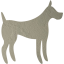 dog 31