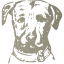 dog 6