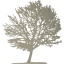 tree 11