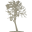 tree 16