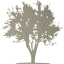 tree 21