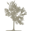 tree 23