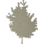 tree 25