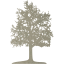 tree 26