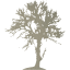 tree 48
