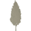 tree 50