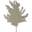 tree 71