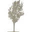 tree 80
